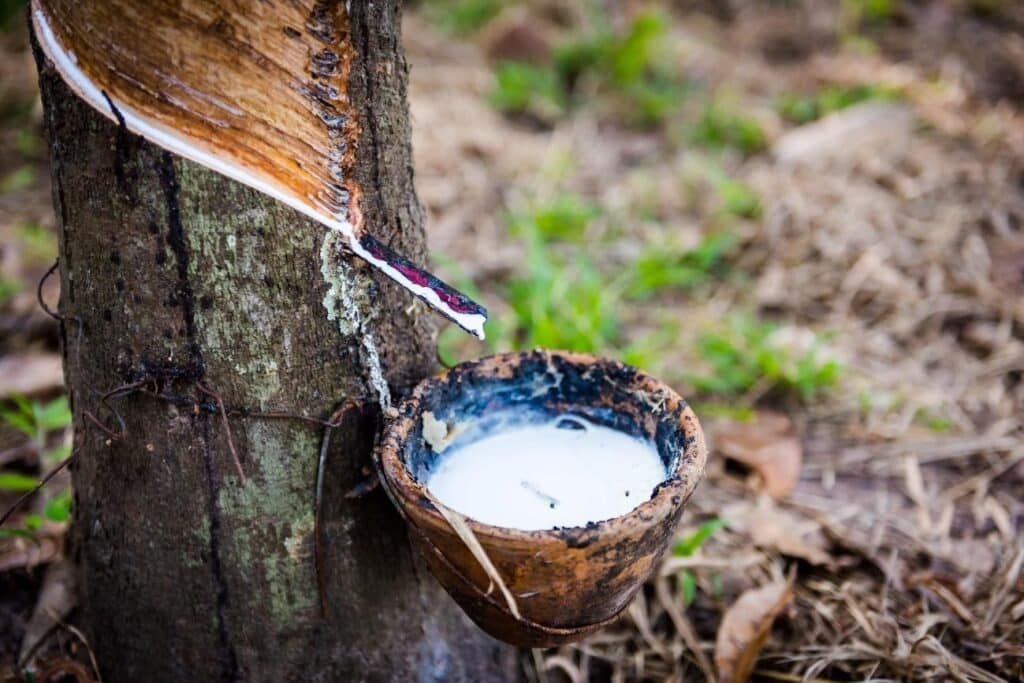 O que é borracha natural, como ela é produzida e onde é usada?